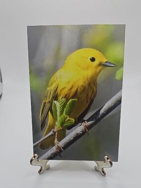 4x6 Yellow Warbler Bird Wildlife Art Print